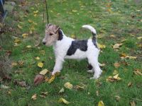 Drahthaar Foxterrier Welpen.