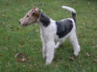 Drahthaar Foxterrier Welpen mit Ahnentafel.