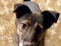 Kanzi, ein kleiner, freundlicher Rüde sucht sein Glück bei uns in Deutschland