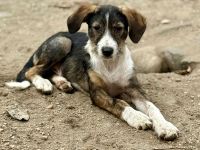 Flyer, freundlich, lebhaft, verspielt, ein typischer Junghund mit Flausen im Kopf