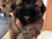 Shihtzu-Zwergspitz (Shipom) Welpen