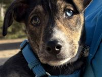 Süsses Hundebaby Dean!