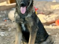 Giotto, ein freundlicher Welpe mit Flausen im Kopf, sucht Menschen mit Plan