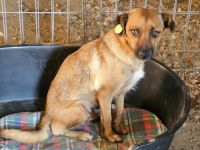 Angeleye, ein süsses, kleines Hundemädel sucht ein liebevolles Zuhause