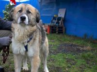 Swantje – eine sanfte Hüterin