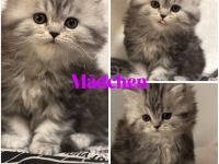 Reinrassige Perser Kitten