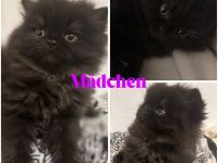 Reinrassige Perser Kitten