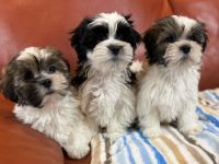 Kyi-Leo Welpen "vom Elfenwald" mit Ahnentafeln