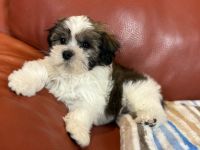 Kyi-Leo Welpen "vom Elfenwald" mit Ahnentafeln