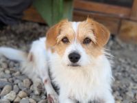 Dreibeinchen Lilly sucht ein Zuhause