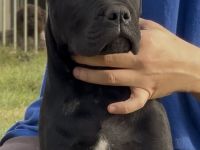 Cane corso puppies