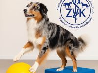 Mobile Tierphysiotherapie