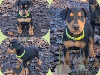 Pinscher x Bulldog Welpen. Abgabebereit.