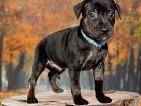 Pinscher x Bulldog Welpen. Abgabebereit.