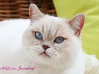 Britischkurzhaarkatzen mit Stammbaum kastriert