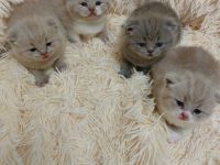 BKH Kätzchen zu verkaufen