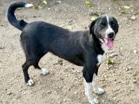 Ezra, 2 Jahre alt, freundlich, Menschen bezogen, möchte in ihrem Zuhause ankommen