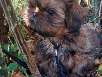 Shih Tzu Welpen