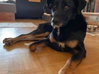 Ikarus, auf PS in 87700 Memmingen, freundlich, aufgeschlossen, auf der Suche nach seinen Menschen