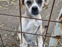 Haribo, schmusig, Menschen bezogen, freundlich, sucht vor dem Winter ein warmes Körbchen