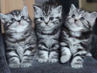 Gryffindors hat zauberhafte TabbyTiger!