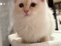 Heilige Birma Kater Kitten