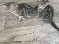 Abgabebereit: BKH Tabby Kitten, Katzenbabys