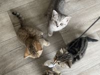 BKH Kitten, Katzenbabys