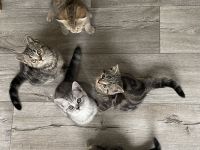 BKH Kitten, Katzenbabys