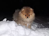 Süsse Reinrassige Pomeranian Welpen