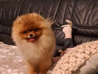 Süsse Reinrassige Pomeranian Welpen