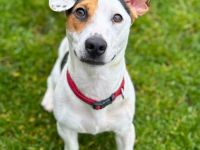 Tequila in 24576 Weddelbrook sucht ihr Für-immer-Zuhause