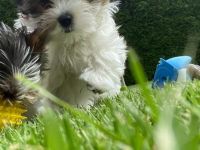 Biewer Yorkshire Terrier Welpe