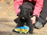 Luca - sucht das beste Zuhause - ist auf einer Pflegestelle in 41844 Wegberg