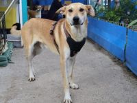 Hast du ein Herz für Mr. Spock?