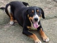 SIMBA , Junghund, Rüde, Schwarz-braun-weiß-Traumhund sucht Für-immer-Zuhause