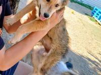 Holly, Welpe, Junghund Hündin weiblich 7 Monate aus Bosnien sucht ein Zuhause