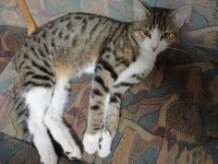 6 monate alte getigerte Katzendame