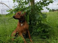 Deutscher Pinscher Rüde 5 Jahre