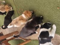 Husky-Malinois Welpen