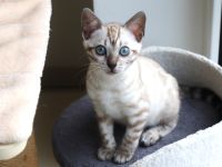 Reinrassige Bengal-Kätzchen - WhatsApp +49 1578 3003637