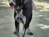 Lala: Groß, gutmütig, souverän