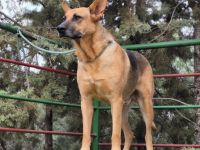 Pride - charismatischer, schöner Schäfi