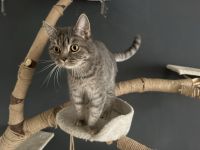 Kater ( Europäisch Kurzhaar/ Russisch Blau)