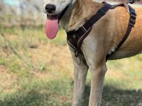 Luna: eine zarte Seele sucht ihr Zuhause