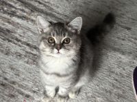 2 süße BKH Kitten zu verkaufen