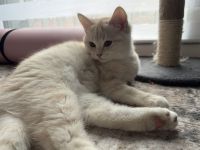 BKH Kitten zu verkaufen