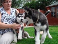 Süße Siberian Husky Welpen