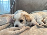 Wunderschöne Cavamalt (Cavalier King Charles Spaniel / Malteser) Babys suchen liebevolles Zuhause