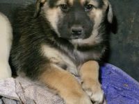 Möppi, ein süsses Welpenmädchen, sucht eine liebe Familie